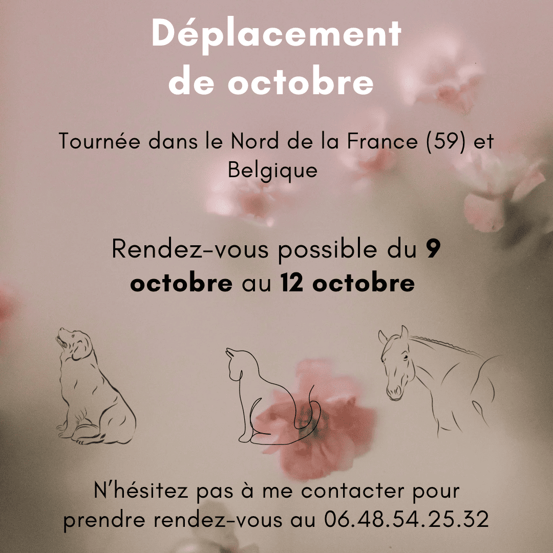 Tournée d'Elodie Charani, ostéopathe animalier.