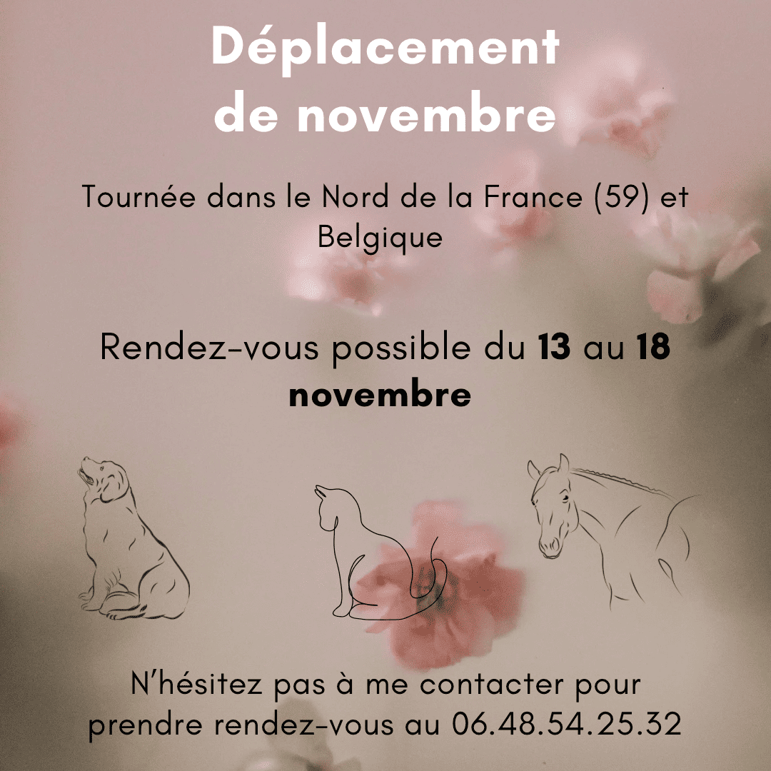 Tournée d'Elodie Charani, ostéopathe animalier.